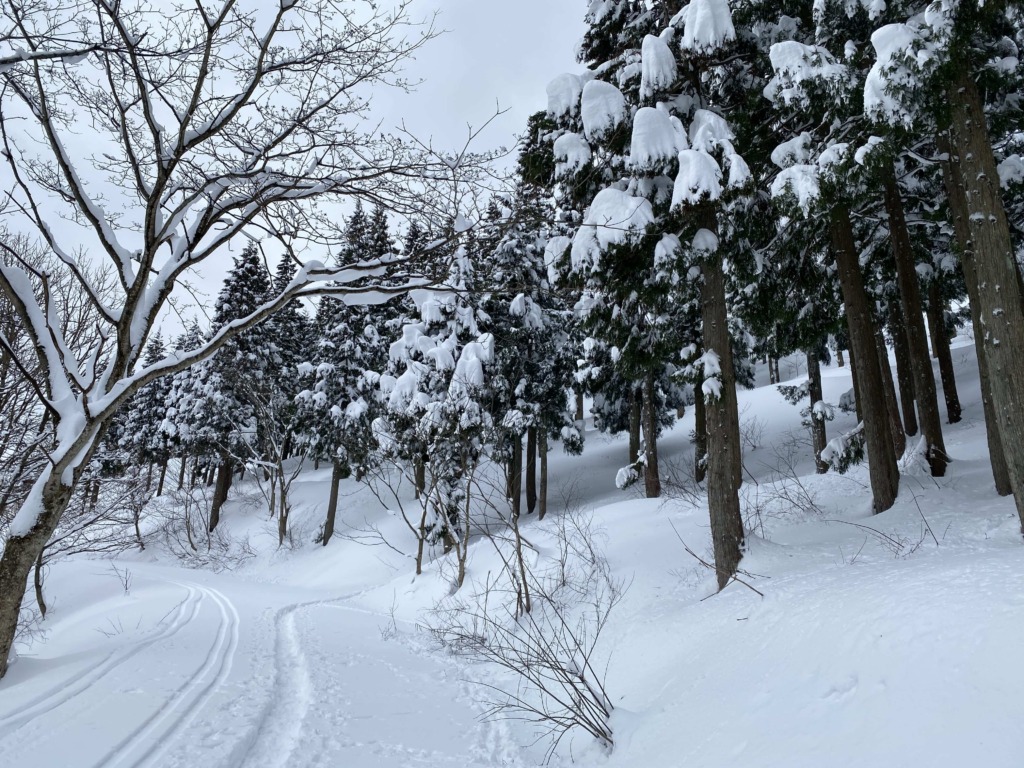 サンタの森 大寺山 林道