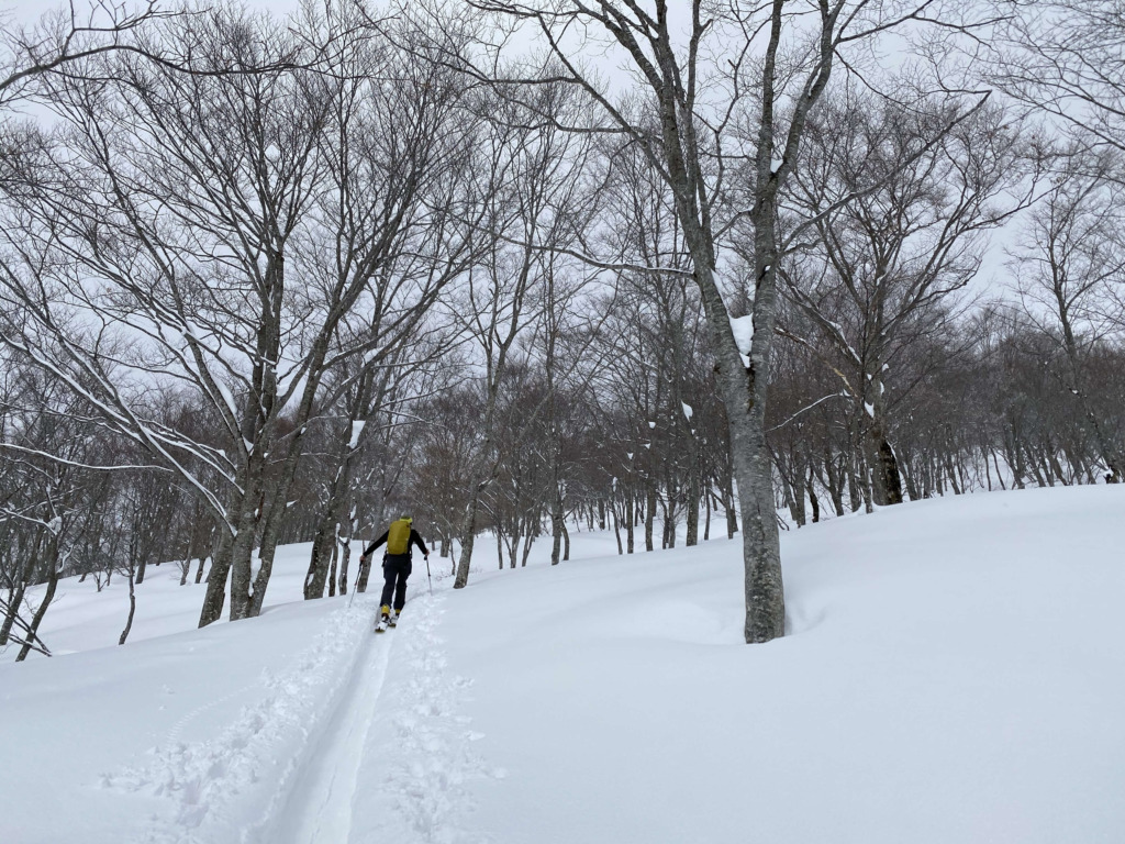 大渚山 ハイクアップ 南尾根