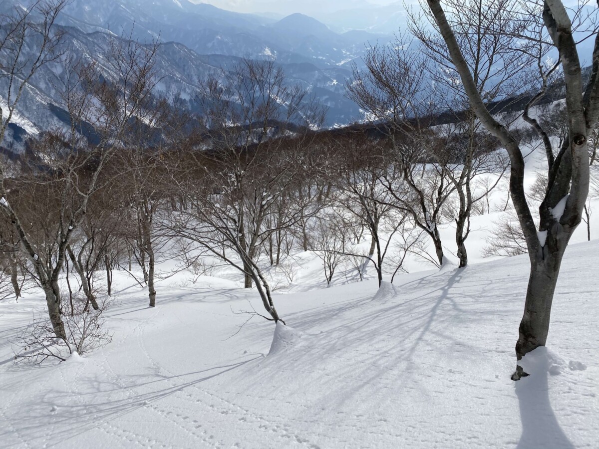 大渚山 鞍部下の斜面