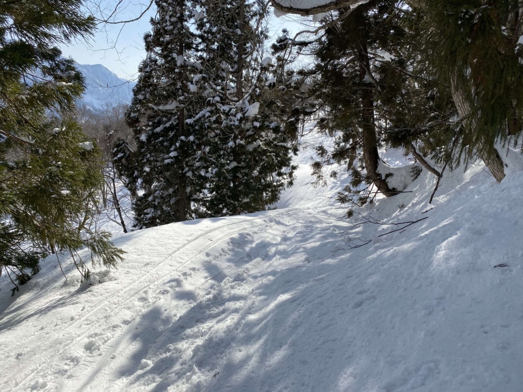 大渚山 南斜面 林道