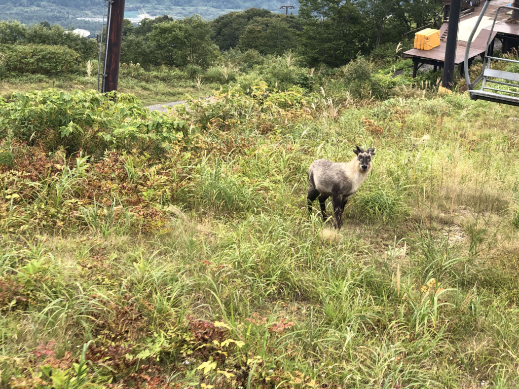 リフトからカモシカ