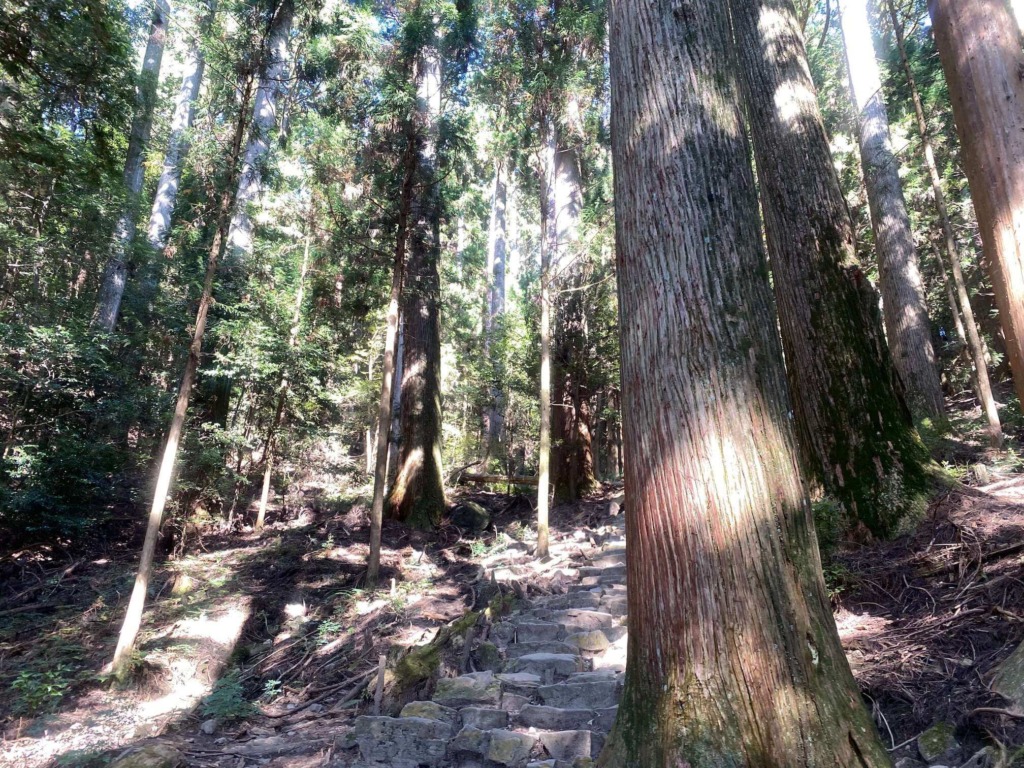 本宮山 登山道 杉並木